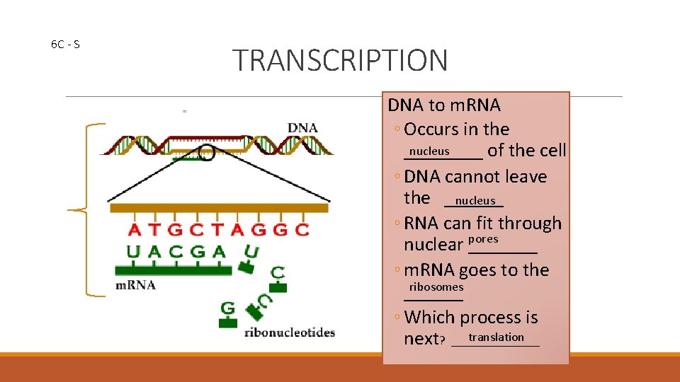 6 C - S TRANSCRIPTION DNA to m. RNA ◦ Occurs in the nucleus