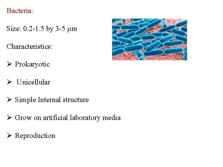 Bacteria: Size: 0. 2 -1. 5 by 3 -5 µm Characteristics: Ø Prokaryotic Ø