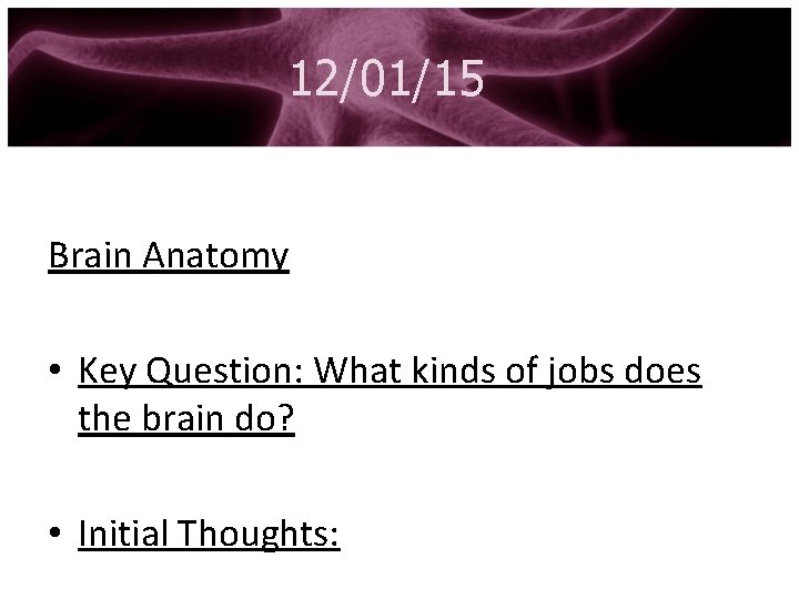 12/01/15 Brain Anatomy • Key Question: What kinds of jobs does the brain do?