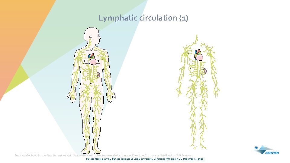 Lymphatic circulation (1) Servier Medical Art de Servier est mis à disposition selon les
