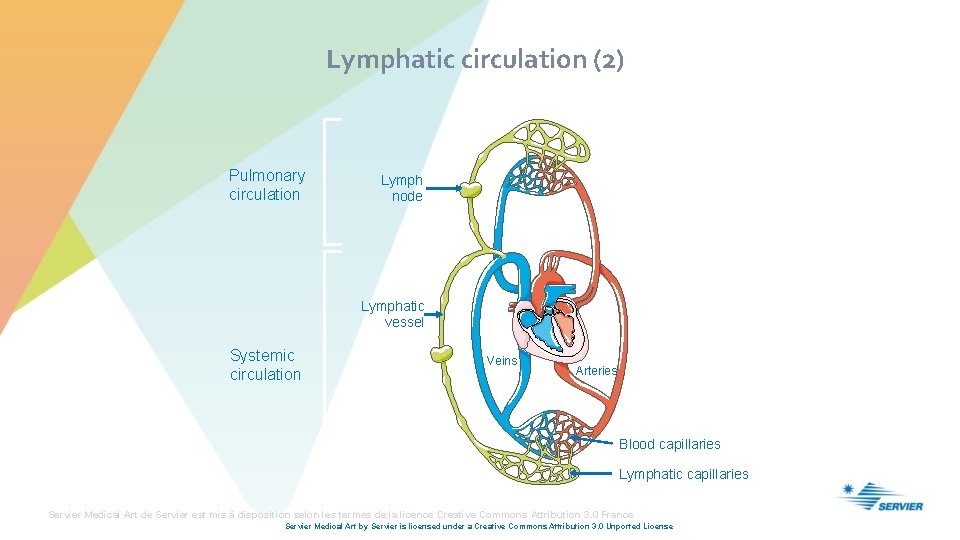 Lymphatic circulation (2) Pulmonary circulation Lymph node Lymphatic vessel Systemic circulation Veins Arteries Blood
