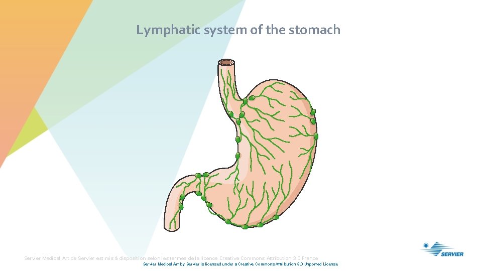 Lymphatic system of the stomach Servier Medical Art de Servier est mis à disposition