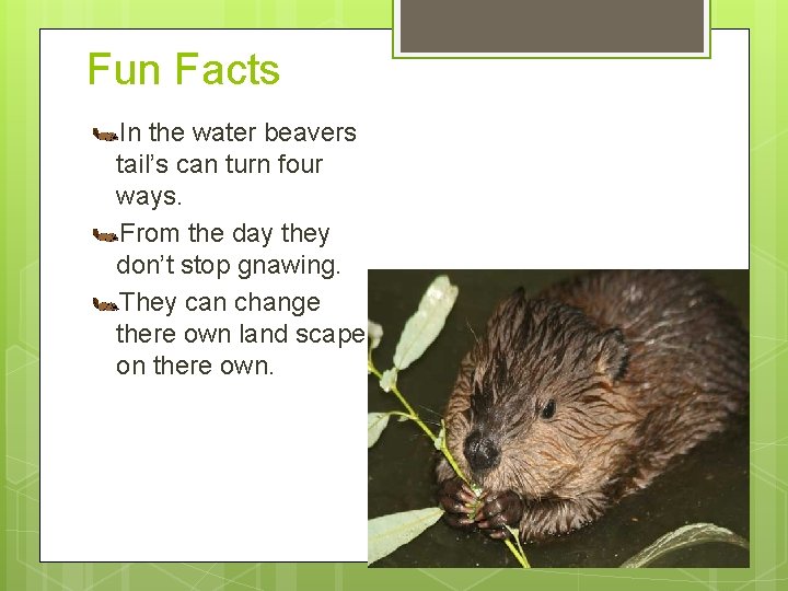 Fun Facts In the water beavers tail’s can turn four ways. From the day