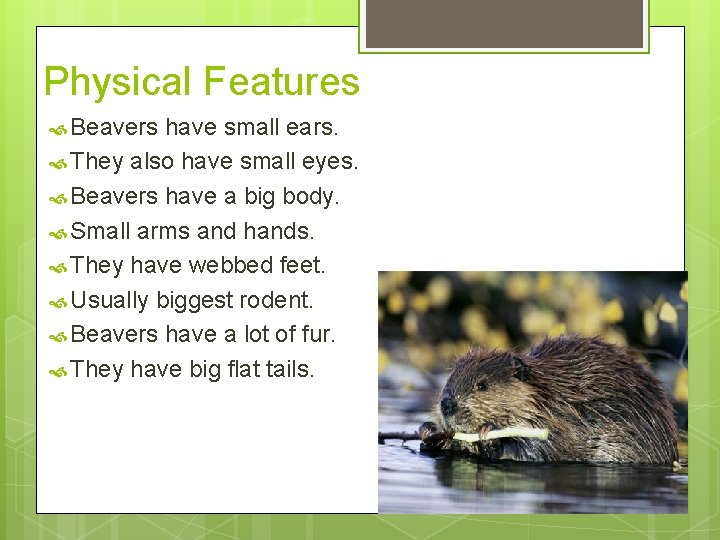 Physical Features Beavers have small ears. They also have small eyes. Beavers have a