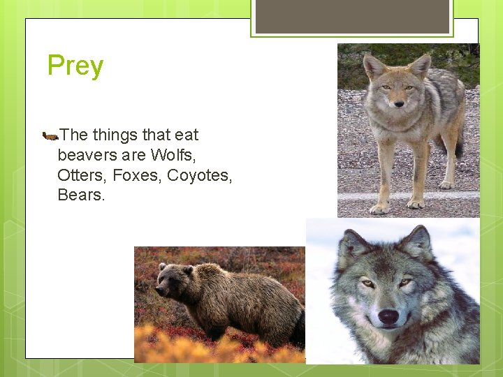 Prey The things that eat beavers are Wolfs, Otters, Foxes, Coyotes, Bears. 