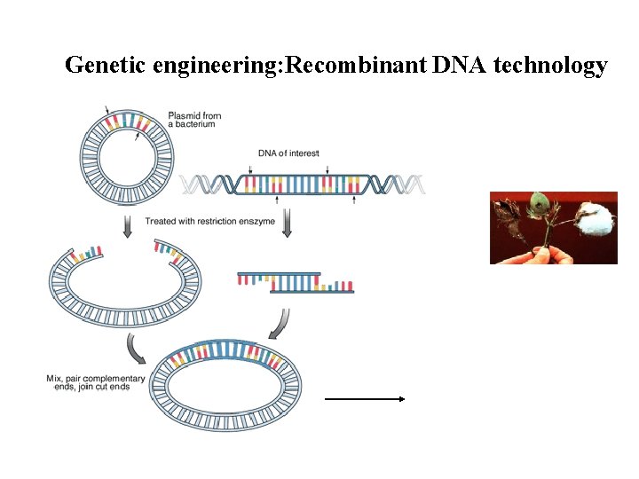 Genetic engineering: Recombinant DNA technology 