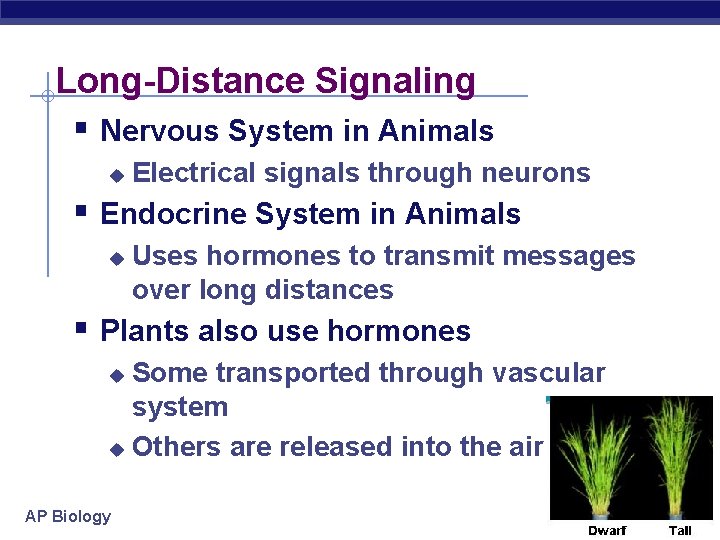 Long-Distance Signaling § Nervous System in Animals u Electrical signals through neurons § Endocrine