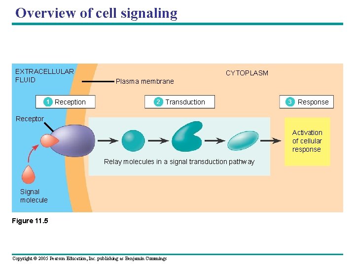 Overview of cell signaling EXTRACELLULAR FLUID 1 Reception CYTOPLASM Plasma membrane 2 Transduction 3