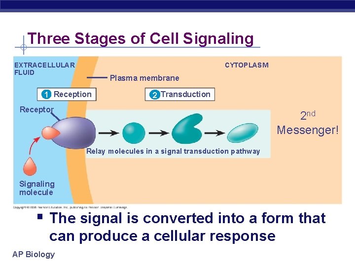 Three Stages of Cell Signaling CYTOPLASM EXTRACELLULAR FLUID Plasma membrane 1 Reception 2 Transduction