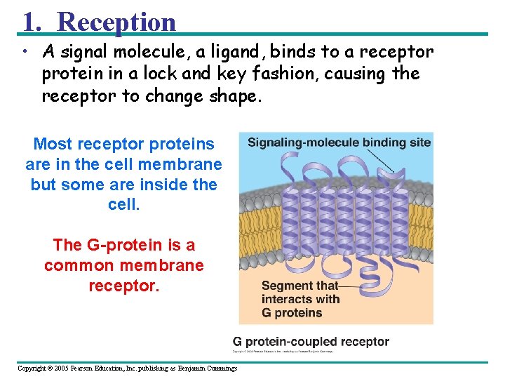 1. Reception • A signal molecule, a ligand, binds to a receptor protein in