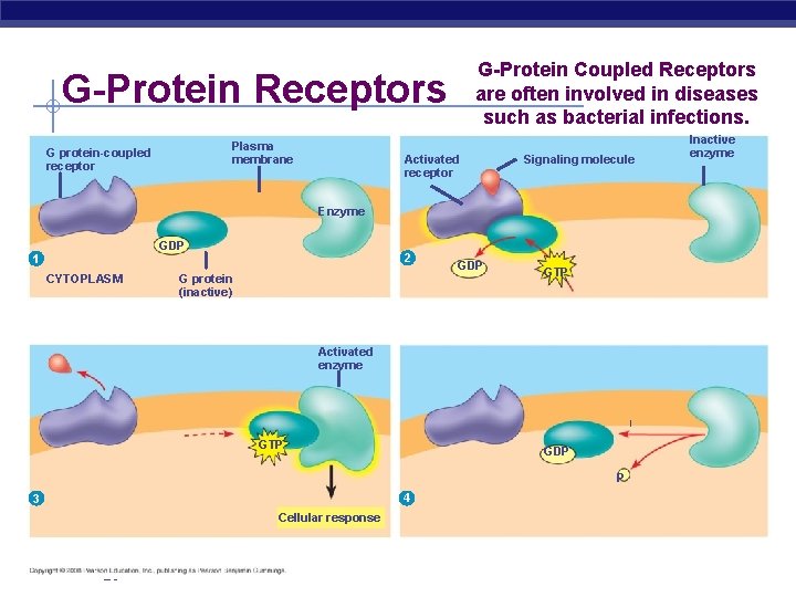 G-Protein Coupled Receptors are often involved in diseases such as bacterial infections. G-Protein Receptors