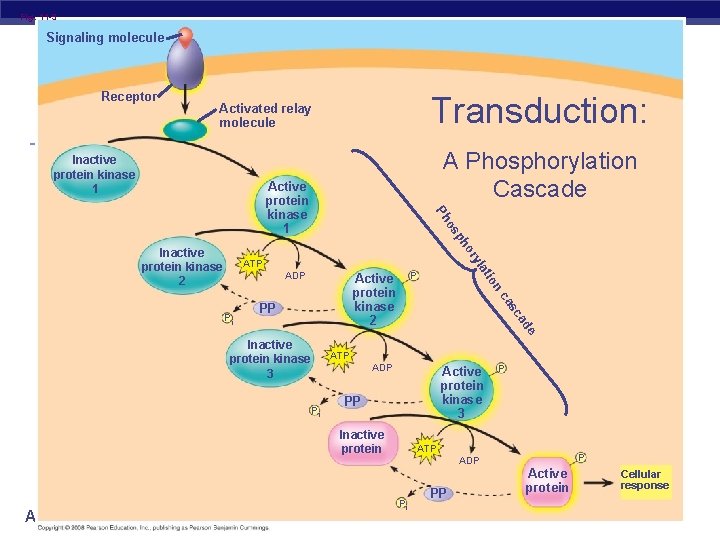 Fig. 11 -9 Signaling molecule Receptor Transduction: Activated relay molecule Inactive protein kinase 1