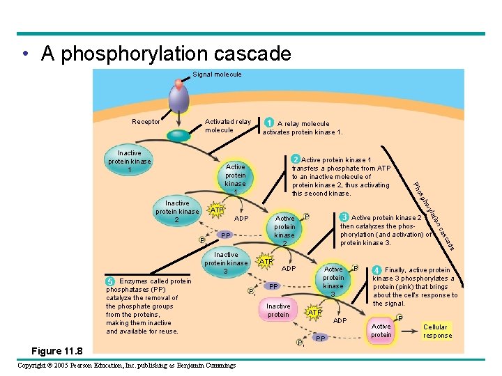  • A phosphorylation cascade Signal molecule Receptor Activated relay molecule Inactive protein kinase