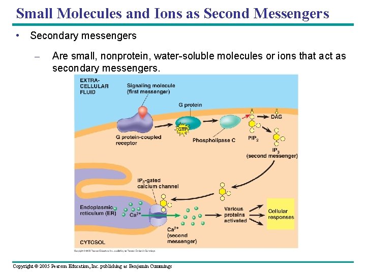 Small Molecules and Ions as Second Messengers • Secondary messengers – Are small, nonprotein,