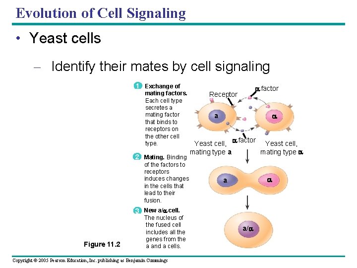 Evolution of Cell Signaling • Yeast cells – Identify their mates by cell signaling