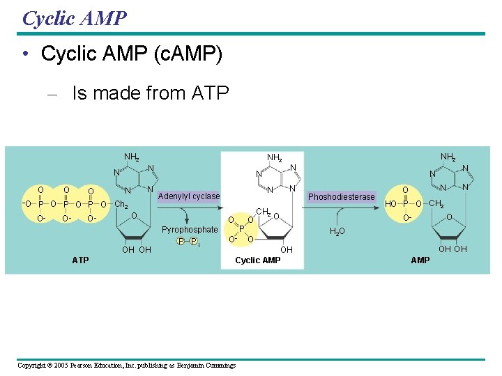 Cyclic AMP • Cyclic AMP (c. AMP) – Is made from ATP NH 2