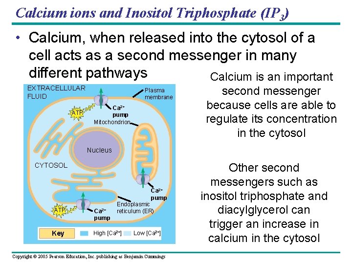 Calcium ions and Inositol Triphosphate (IP 3) • Calcium, when released into the cytosol