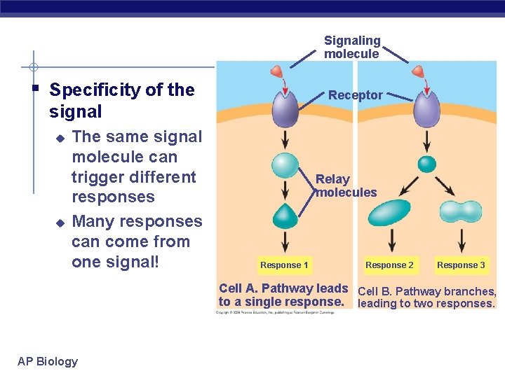 Signaling molecule § Specificity of the Receptor signal u u The same signal molecule