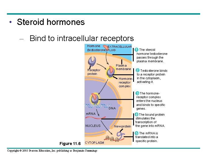  • Steroid hormones – Bind to intracellular receptors Hormone EXTRACELLULAR (testosterone) FLUID 1