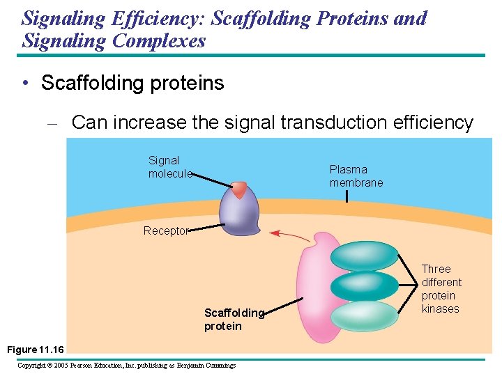 Signaling Efficiency: Scaffolding Proteins and Signaling Complexes • Scaffolding proteins – Can increase the