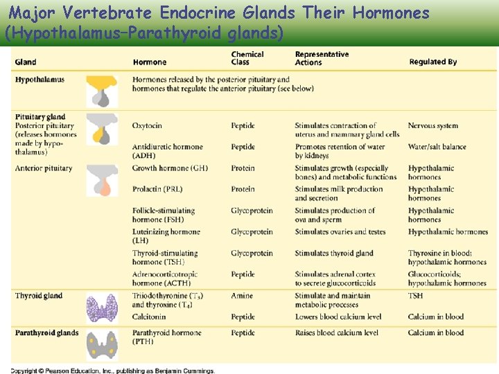 Major Vertebrate Endocrine Glands Their Hormones (Hypothalamus–Parathyroid glands) AP Biology 