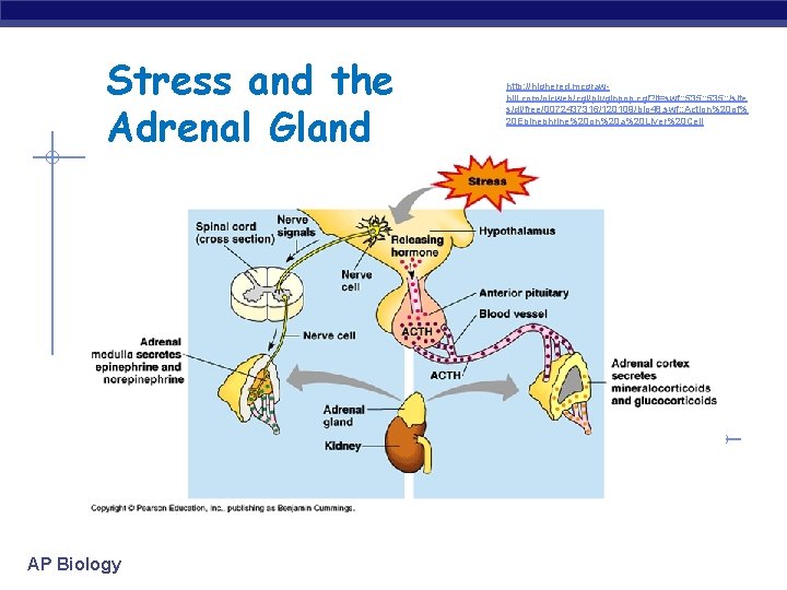 Stress and the Adrenal Gland AP Biology http: //highered. mcgrawhill. com/olcweb/cgi/pluginpop. cgi? it=swf: :