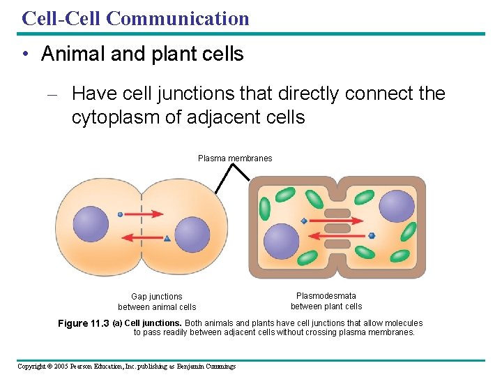 Cell-Cell Communication • Animal and plant cells – Have cell junctions that directly connect