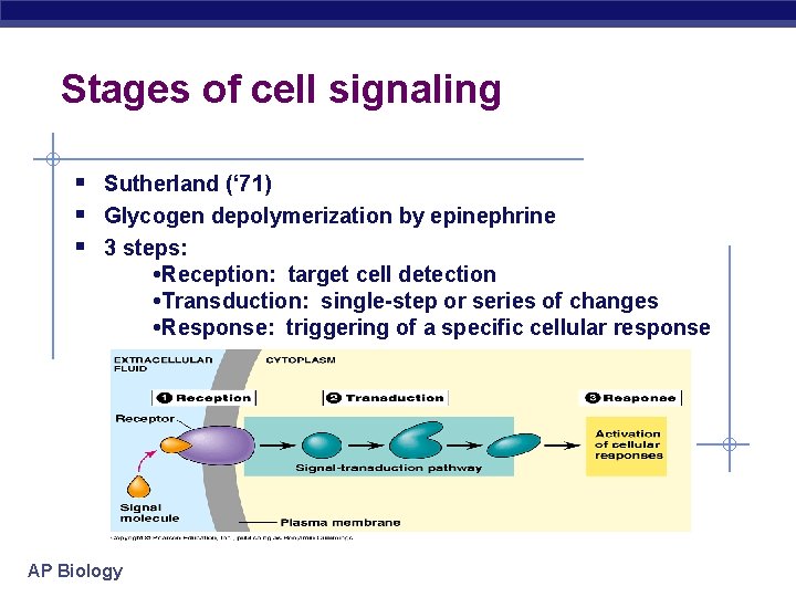 Stages of cell signaling § Sutherland (‘ 71) § Glycogen depolymerization by epinephrine §