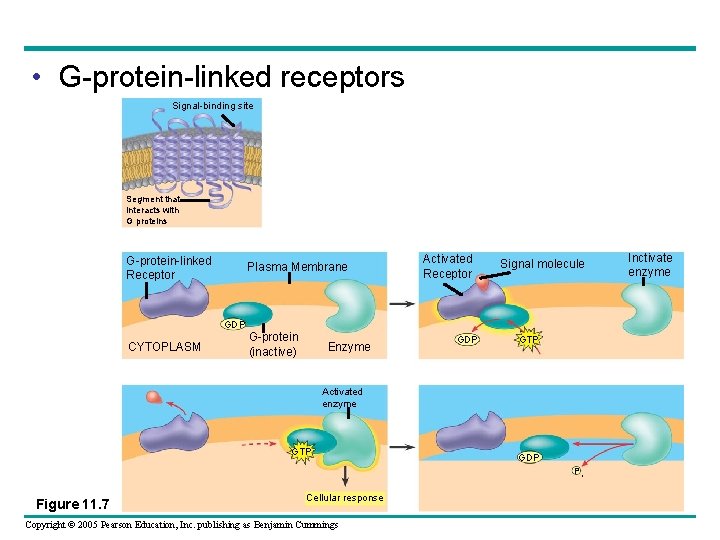  • G-protein-linked receptors Signal-binding site Segment that interacts with G proteins G-protein-linked Receptor