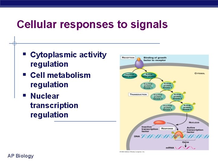 Cellular responses to signals § Cytoplasmic activity § § regulation Cell metabolism regulation Nuclear