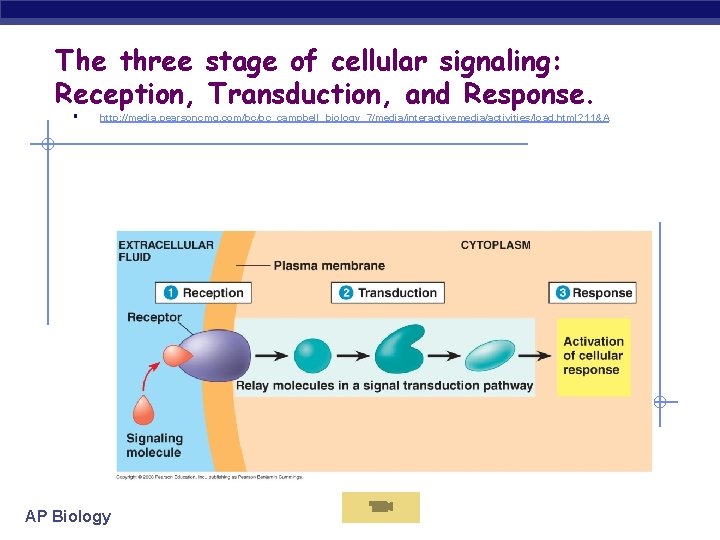 The three stage of cellular signaling: Reception, Transduction, and Response. § http: //media. pearsoncmg.