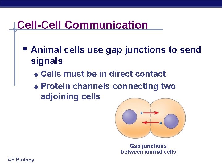Cell-Cell Communication § Animal cells use gap junctions to send signals Cells must be