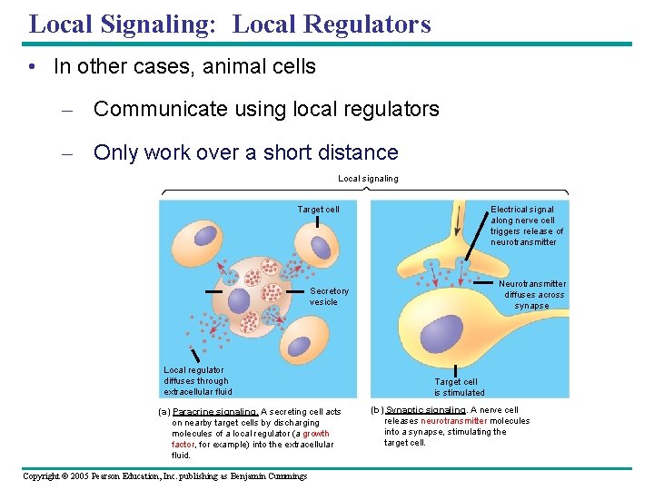 Local Signaling: Local Regulators • In other cases, animal cells – Communicate using local