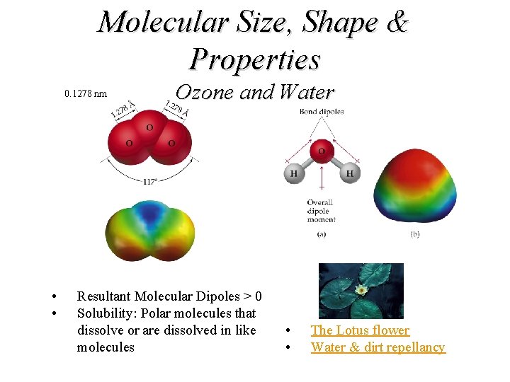 Molecular Size, Shape & Properties 0. 1278 nm • • Ozone and Water Resultant