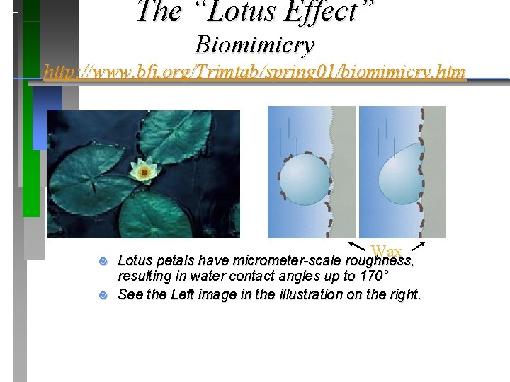 The “Lotus Effect” Biomimicry http: //www. bfi. org/Trimtab/spring 01/biomimicry. htm ¥ ¥ Wax Lotus