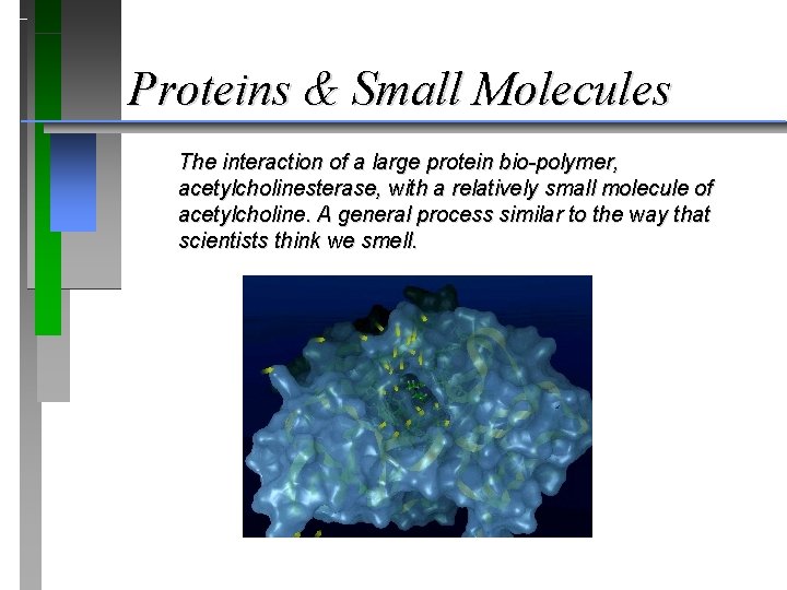 Proteins & Small Molecules The interaction of a large protein bio-polymer, acetylcholinesterase, with a