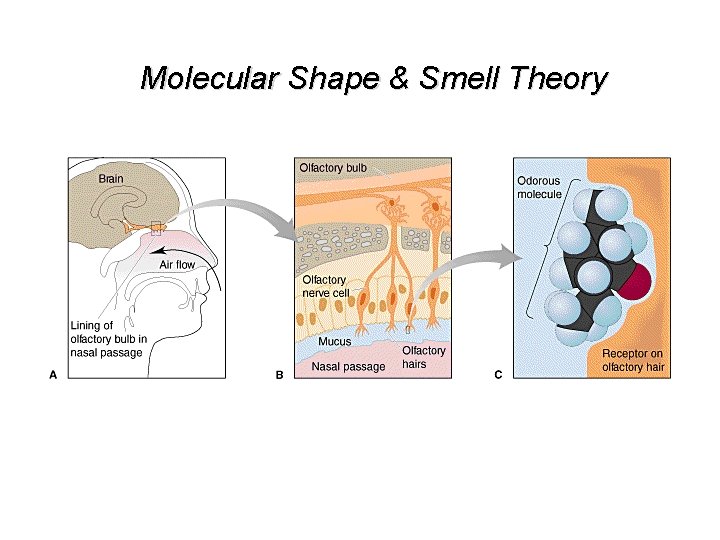 Molecular Shape & Smell Theory 