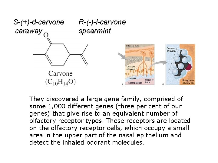 S-(+)-d-carvone caraway R-(-)-l-carvone spearmint They discovered a large gene family, comprised of some 1,