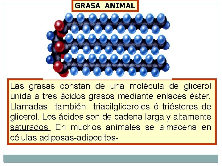 GRASA ANIMAL Las grasas constan de una molécula de glicerol unida a tres ácidos
