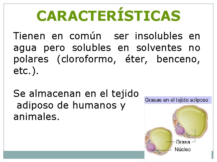 CARACTERÍSTICAS Tienen en común ser insolubles en agua pero solubles en solventes no polares
