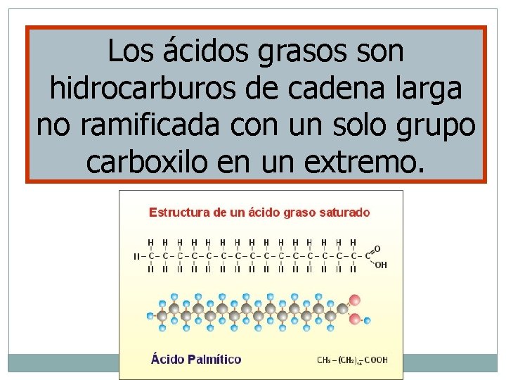 Los ácidos grasos son hidrocarburos de cadena larga no ramificada con un solo grupo