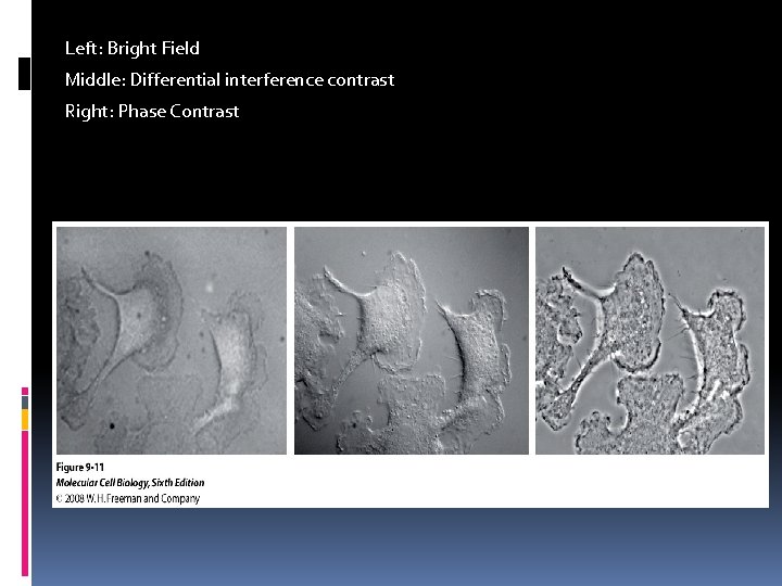 Left: Bright Field Middle: Differential interference contrast Right: Phase Contrast 