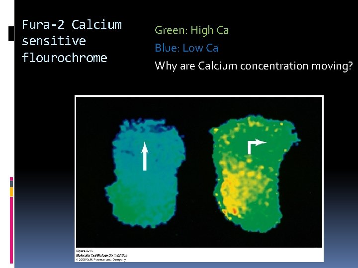 Fura-2 Calcium sensitive flourochrome Green: High Ca Blue: Low Ca Why are Calcium concentration