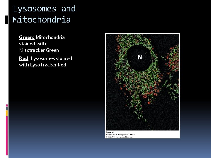 Lysosomes and Mitochondria Green: Mitochondria stained with Mitotracker Green Red: Lysosomes stained with Lyso.