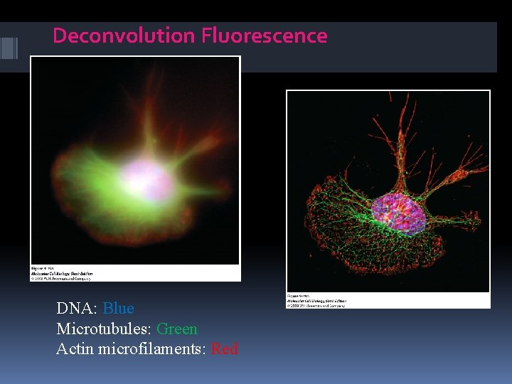 Deconvolution Fluorescence DNA: Blue Microtubules: Green Actin microfilaments: Red 