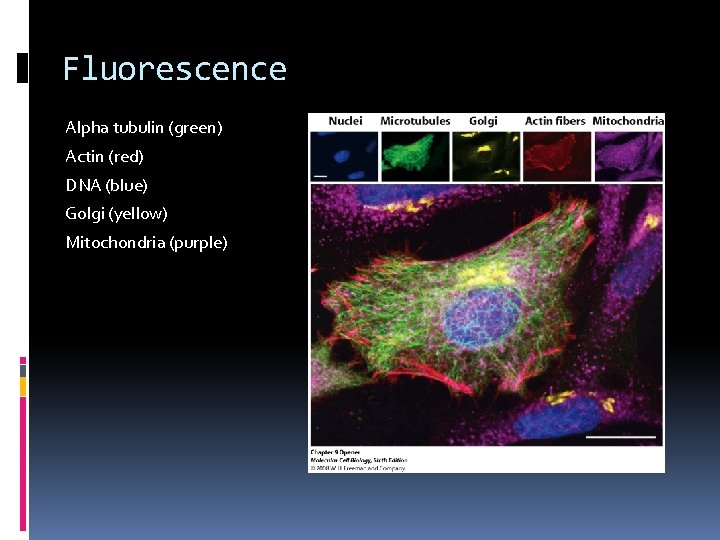 Fluorescence Alpha tubulin (green) Actin (red) DNA (blue) Golgi (yellow) Mitochondria (purple) 