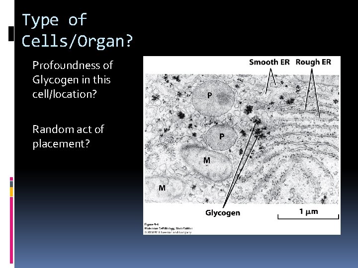 Type of Cells/Organ? Profoundness of Glycogen in this cell/location? Random act of placement? 