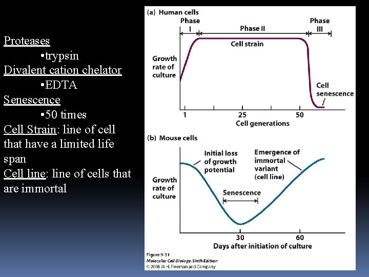 Proteases • trypsin Divalent cation chelator • EDTA Senescence • 50 times Cell Strain: