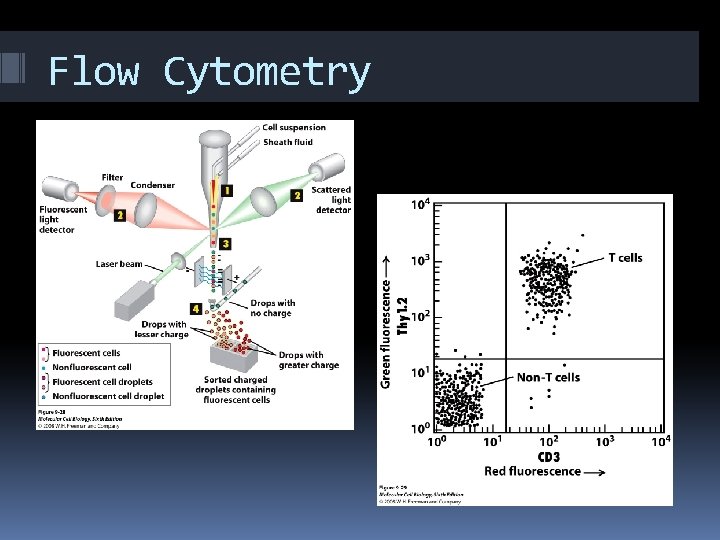 Flow Cytometry 