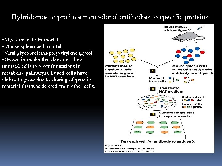 Hybridomas to produce monoclonal antibodies to specific proteins • Myeloma cell: Immortal • Mouse
